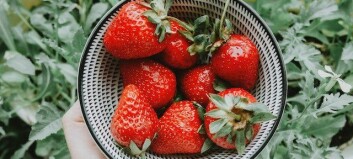 Smarta knepet: Så håller färska jordgubbar längre