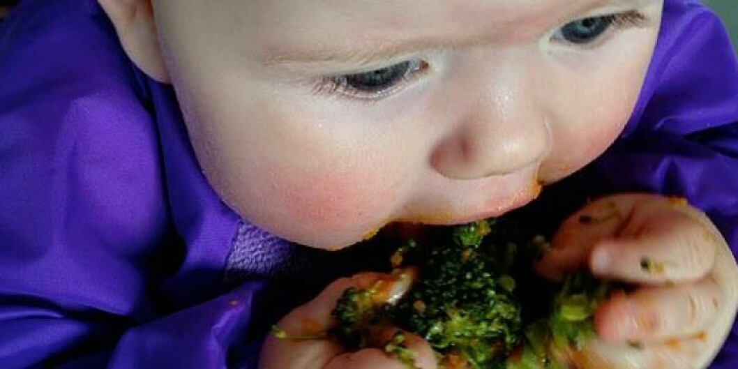 Lerke (här 7,5 mån) äter broccoli själv