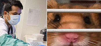 Covidsmitta upptäckt hos hamstrar – massavlivning beordrad