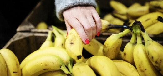Därför kan vi vänta oss brist på bananer framöver