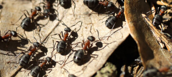 Upptäckten: Myror kan lukta sig till cancer – och urskilja olika typer