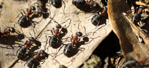Upptäckten: Myror kan lukta sig till cancer – och urskilja olika typer