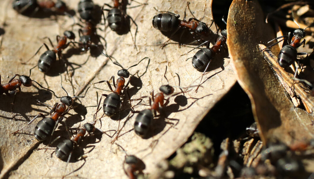 Arkivbild. Myror kan tränas till att känna lukten av cancer.
