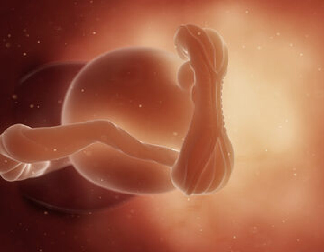 Embryo i gravidvecka 5.