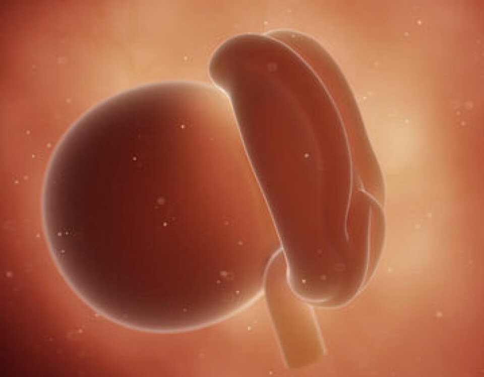 Embryo i gravidvecka 4.