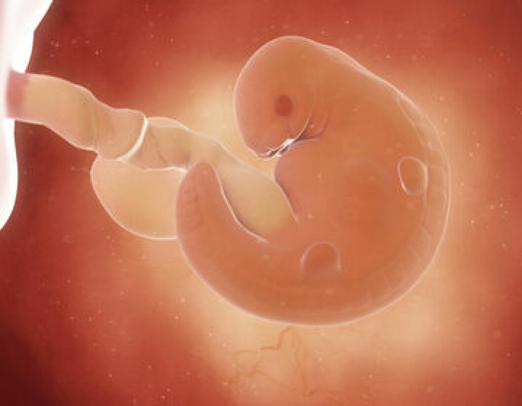 Embryo i gravidvecka 6.
