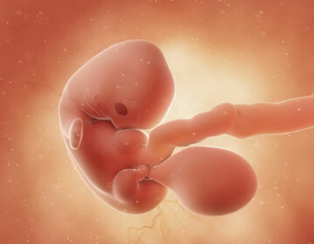 Embryo i gravidvecka 7.