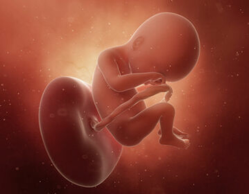 Animerad bild av ett foster i vecka 19. Fotot: SciePro/Shutterstock