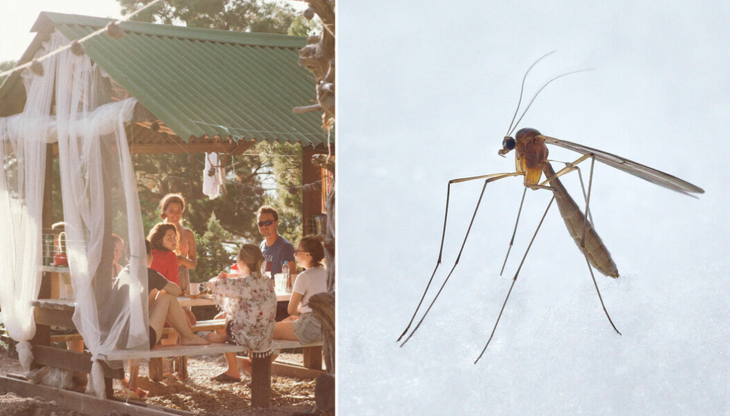 Låt inte rädslan för myggbett förstöra din och barnens sommar!